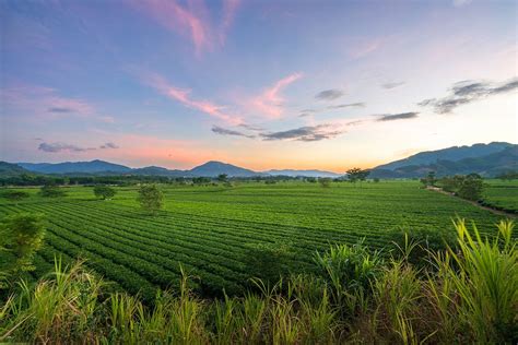 hinitan plantation|Hà Tĩnh province .